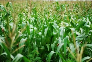 olga-kovalski-kD4yA5zwsIQ-unsplash-300x201